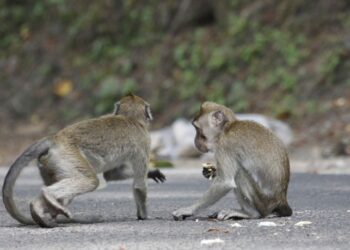 Kawanan Monyet Ekor Panjang di Telaga Ngebel Menjadi Daya Tarik Baru