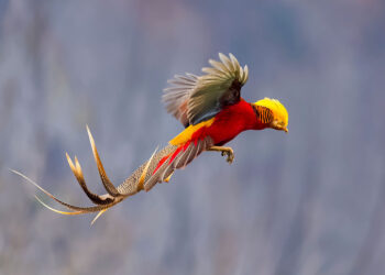 Golden Pheasant Satwa Endemik Tercantik di Dunia