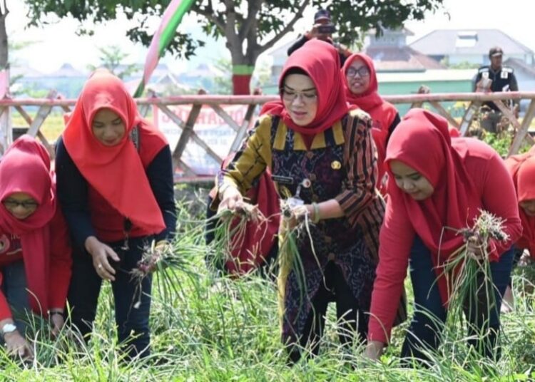 Bupati Sukoharjo Optimis, Panen Bawang Merah di Kadilangu Beri Dampak Ekonomi yang Baik