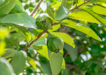 Terungkap! Khasiat Luar Biasa Daun Jambu Biji Bagi Kesehatan