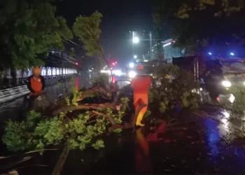 Angin Kencang Terjang Sragen, 13 Pohon Tumbang dan Sejumlah Bangunan Rusak