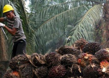 Biomassa Kelapa Sawit Bisa Jadi Bahan Baku Ban dan Pembangkit Tenaga Listrik
