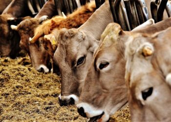 Pj Bupati Lumajang Terbitkan SE Larangan Masuk Sapi Impor