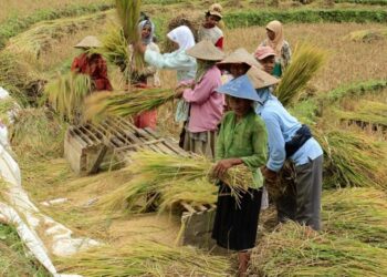 Asuransi Pertanian Membuat Petani Aman Dan Sejahtera? Simak Penjelasannya.