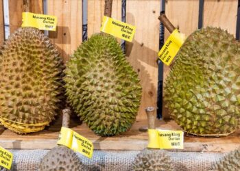 Lima Jenis Durian di Indonesia yang Bikin Ketagihan