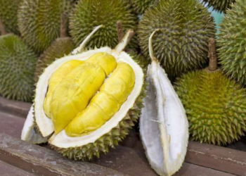 Musim Durian? Ini Jenis Makanan Yang Sebaiknya Tidak Dikonsumsi Bersama Durian.