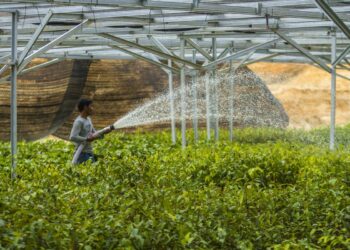 Pemerintah Siapkan 25 Juta Bibit Pohon untuk Reforestasi Ibu Kota Nusantara (IKN)