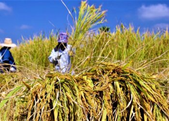 Karena Hal Ini Perpadi Desak Bulog Setop Beras SPHP