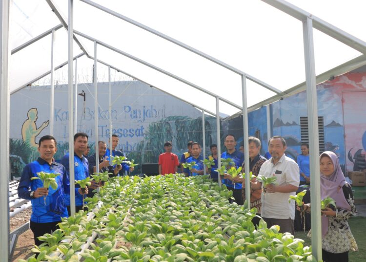 Sinergi Lapas Madiun dan PT. INKA Hasilkan Panen Pakcoy Hidroponik Melimpah