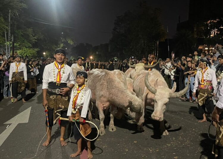 Mengenal Kebo Bule, Sang Cucuk Lampah dalam Kirab Pusaka Malam 1 Suro Kraton Surakarta