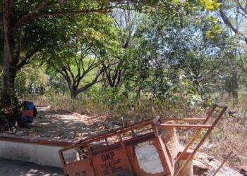 Lahan Percontohan Porang di Kabupaten Madiun Terbengkalai, Ini Kata Dispora