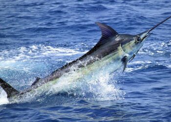 Manfaat Ikan Marlin Bagi Tubuh: Dari Protein Berkualitas Tinggi hingga Omega-3