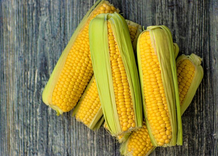 Jagung: Manfaat, Kandungan, hingga Batas Konsumsi untuk Kesehatan Tubuh