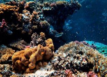 Penemuan Zona Asam di Kedalaman Laut yang Mengancam Ekosistem