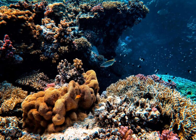 Penemuan Zona Asam di Kedalaman Laut yang Mengancam Ekosistem