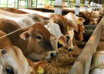 Misteri Kematian Puluhan Sapi di Desa Beji, Kota Batu, Ada Apa?