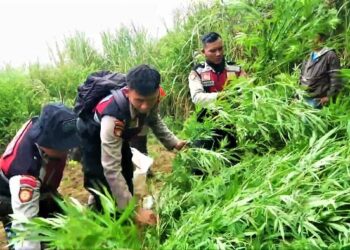 Tim Gabungan Temukan 38.000 Batang Ganja di Lereng Gunung Semeru