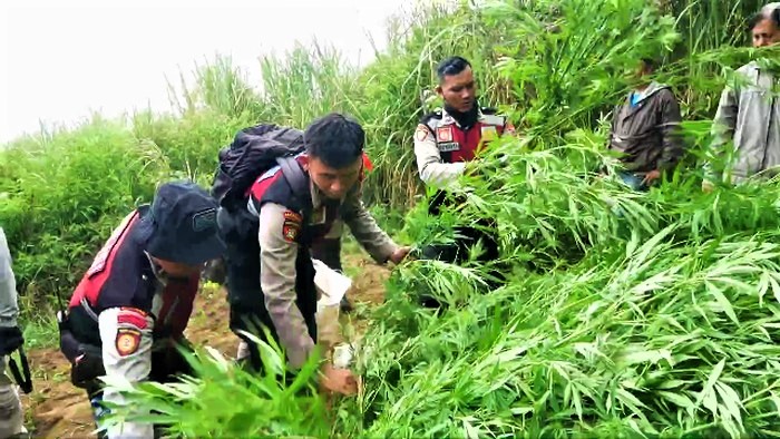 Tim Gabungan Temukan 38.000 Batang Ganja di Lereng Gunung Semeru