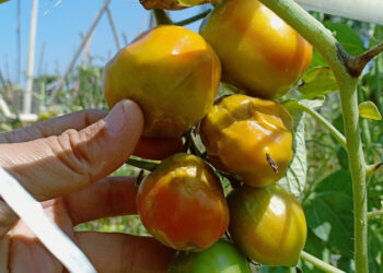 Petani Tomat di Kabupaten Madiun Merugi, Ini Penyebabnya