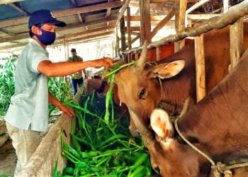 Infeksi PMK, Akibatkan Puluhan Sapi Mati di Magetan