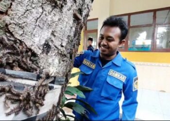 Hari Pertama Masuk Sekolah, Wabah Ulat Bulu Serang SD di Madiun