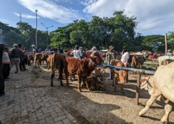Meski Kasus PMK Meningkat, Pemkab Ngawi Belum Tutup Pasar Hewan