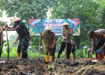 Polres dan Forkopimda Ngawi Bersinergi Tanam Jagung: Dukung Swasembada Pangan 2025
