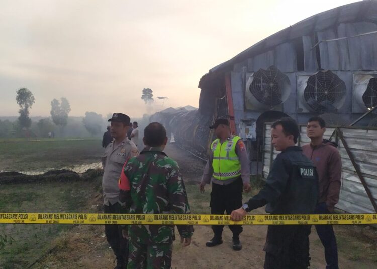 Kandang Berisi 15 Ribu Ayam di Madiun Ludes Dilahap si Jago Merah