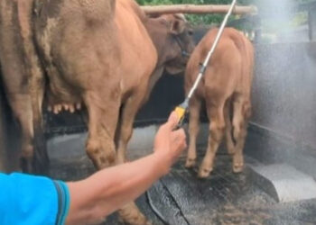 Penjualan Sapi Lesu, Harga Anjlok Drastis Dampak Wabah PMK