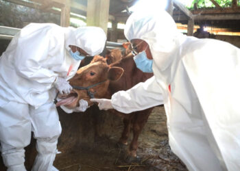 Wabah PMK di Karanganyar Merebak, 50 Kasus Dilaporkan 9 Sapi Mati Mendadak