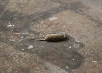 Waspada Leptospirosis, Dinkes Jateng Imbau Tak Buang Bangkai Tikus Sembarangan