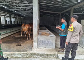 Polres Ngawi Dampingi Vaksinasi Sapi, Cegah Penyebaran PMK