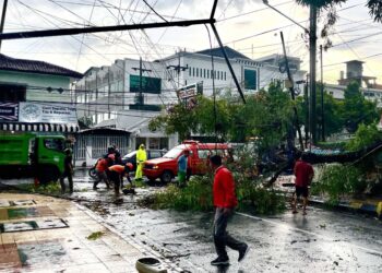 Pohon Tumbang di Jalan Biliton Madiun, BPBD Lakukan Evakuasi Cepat