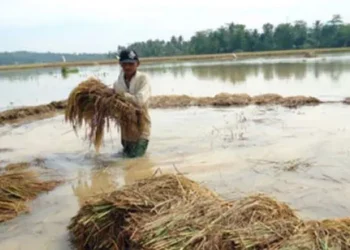 Pemprov Jatim Siapkan Skema Ganti Rugi untuk Petani Gagal Panen Akibat Banjir