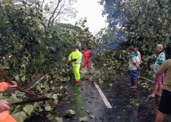 TNI-Polri Bersinergi, Evakuasi Pohon Tumbang di Ngawi Akibat Cuaca Ekstrem