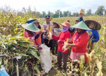 Sinergi Polri dan Masyarakat dalam Panen Raya Jagung di Perhutani Petak 122
