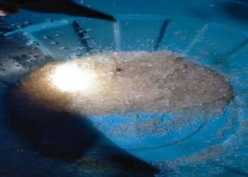 Fenomena Hujan Jelly Hebohkan Warga Gorontalo Utara