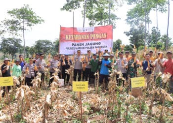 Kapolres Madiun Panen Jagung di Desa Ngranget, Dukung Ketahanan Pangan Nasional