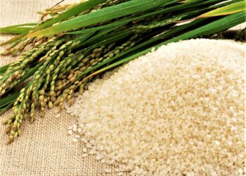 Bumi Panas, Nasi Jadi Beracun? Ini Fakta Mengejutkan dari Ilmuwan