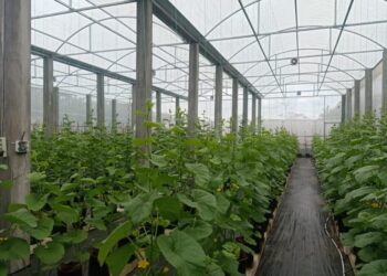 Wisata Petik Melon di Ngrowo Bening Edupark Diperluas, Target 12 Greenhouse dalam 100 Hari