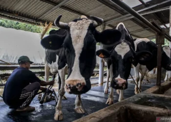 Firnando Ganinduto Dukung Impor Sapi, Tegaskan Jangan Abaikan Peternak Lokal
