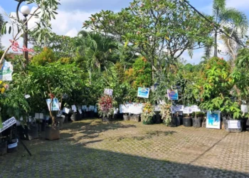 HUT ke-178, Pemkab Boyolali Terima 443 Batang Tanaman Pengganti Karangan Bunga