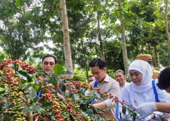 Panen Raya Kopi Ijen, Wapres Gibran Dorong Hilirisasi dan Branding Produk Lokal