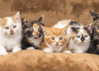 5 Fakta Unik Tentang Kucing yang Jarang Diketahui, Nomor 3 Bikin Kaget!