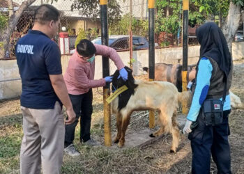 Pastikan Hewan Kurban Sehat, Polres Madiun Kota Gandeng Dinas Pertanian Lakukan Pemeriksaan PMK
