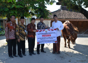 Hadiah Iduladha dari Presiden: Warga Madiun Terima Sapi 1,1 Ton, Bupati: Ini Bukti Kepedulian