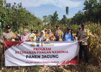Polisi dan Petani Panen Jagung Bareng di Nglambangan, Dukung Swasembada Pangan