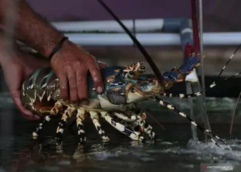 UGM Temukan Tujuh Spesies Baru Lobster Air Tawar di Papua Barat