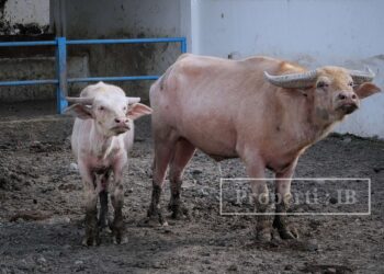 Asal Usul Kebo Bule Kyai Slamet, Penolak Bala dari Masa Pakubuwono II