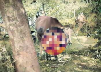 Viral!, Sapi Bangkit Setelah Disembelih